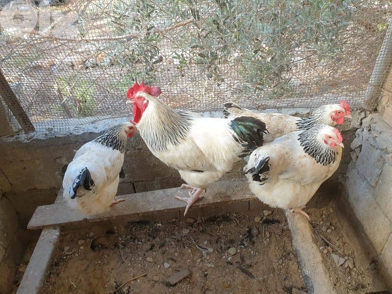 بيض دجاج اصلي 1
