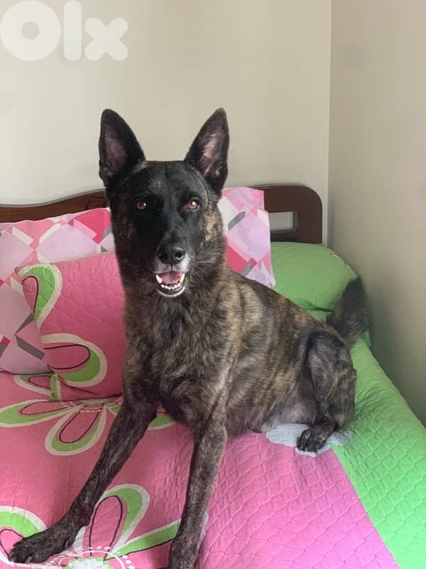 dutch shepherd lal zawej 8