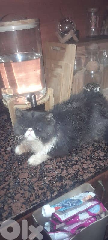 male Persian