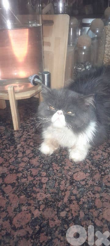male Persian 1