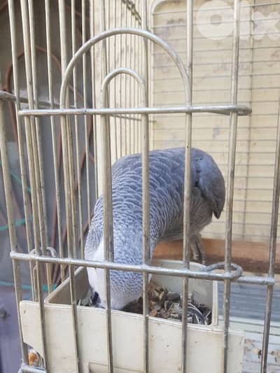 بغبغاء عاقل متكلم بيطلع على ايده عالكتف سعره حلو لانه بعين وحده