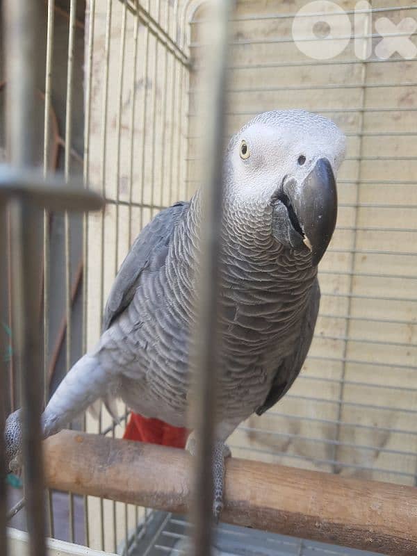 بغبغاء عاقل متكلم بيطلع على ايده عالكتف سعره حلو لانه بعين وحده 2