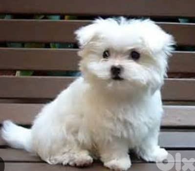 bichon maltais