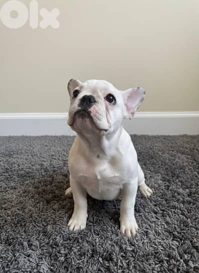 French Bulldog Puppies