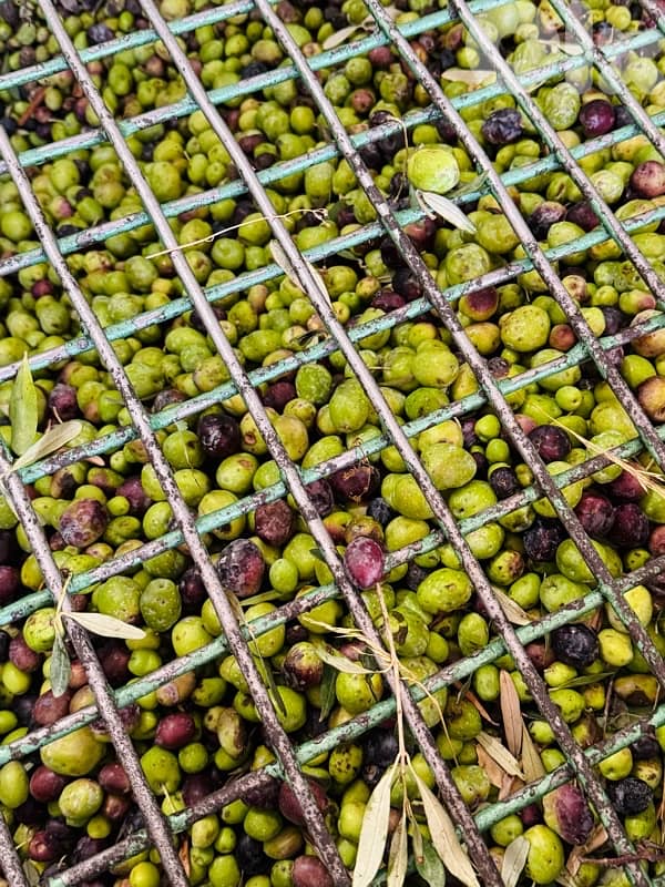 Premium Olive Oil – Freshly Pressed 2