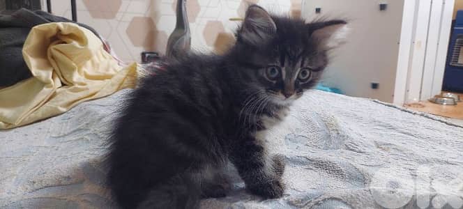 kktten for adoption
