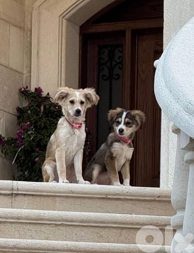 cute dog