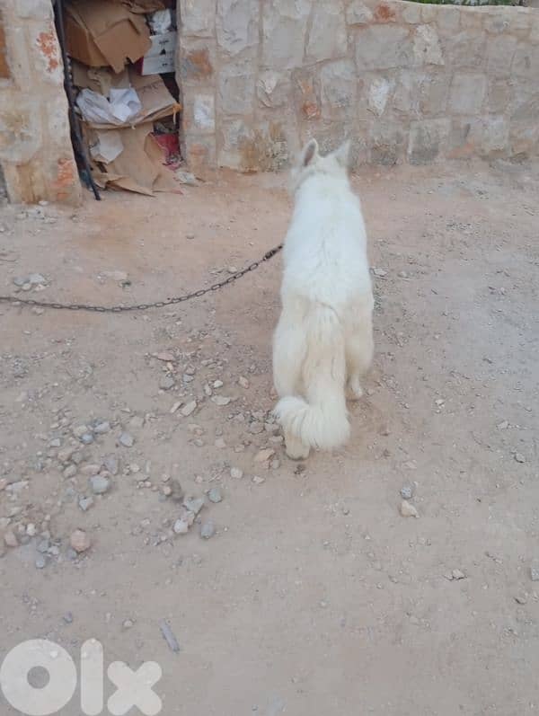 (جيرمن شيبرد ) كفر رمان 1