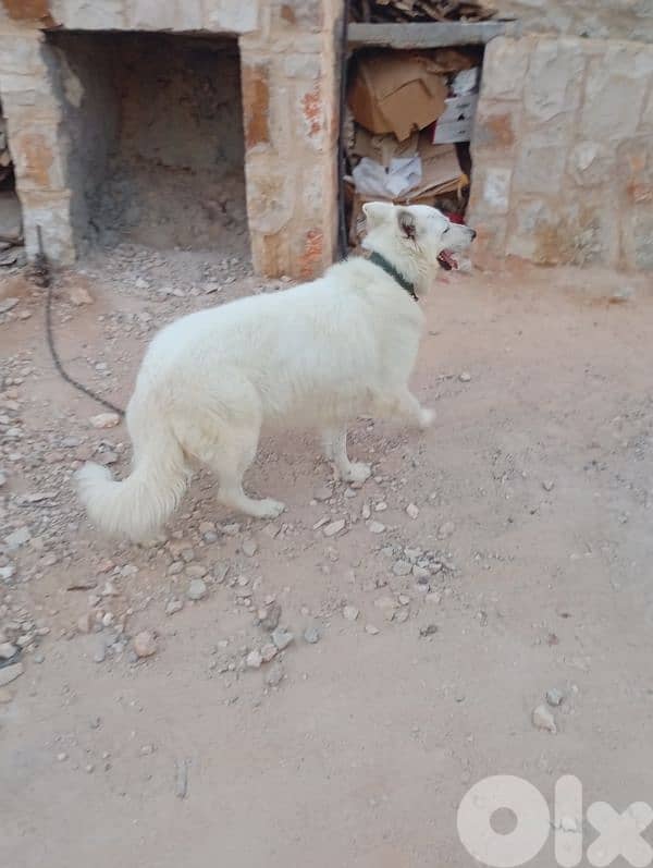 (جيرمن شيبرد ) كفر رمان 3