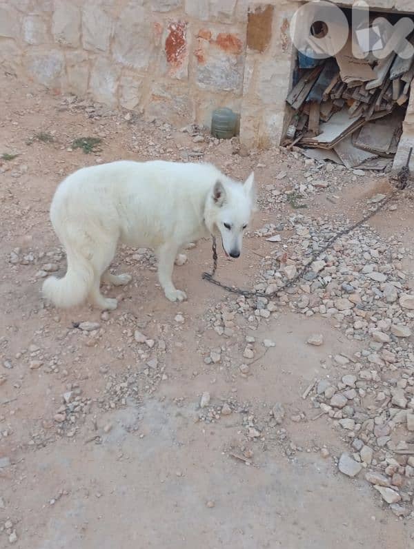 (جيرمن شيبرد ) كفر رمان 5