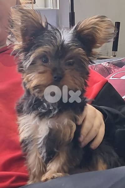 yorkshire terrier teacup puppy with all his staff