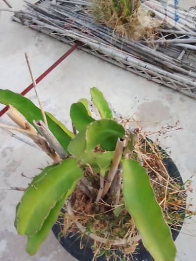 dragon fruit plants شتل