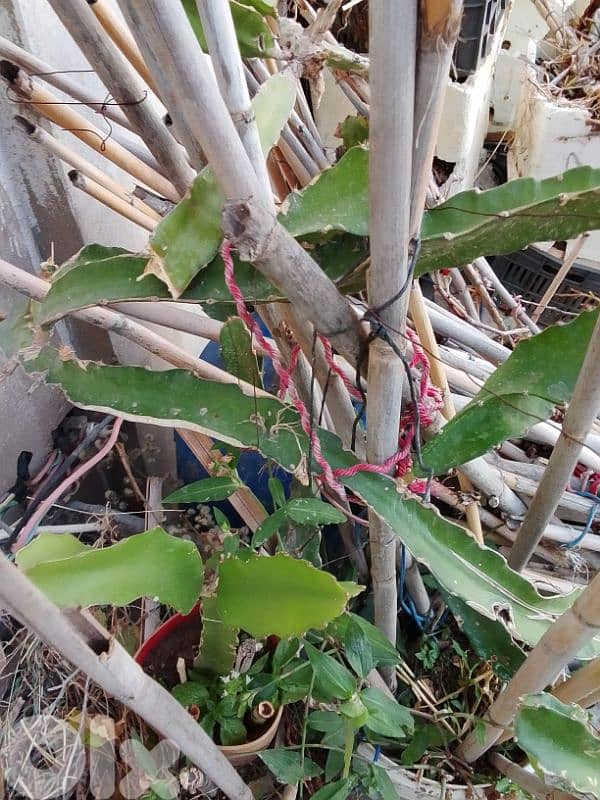 dragon fruit plants شتل 1