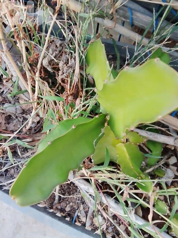 dragon fruit plants شتل 2