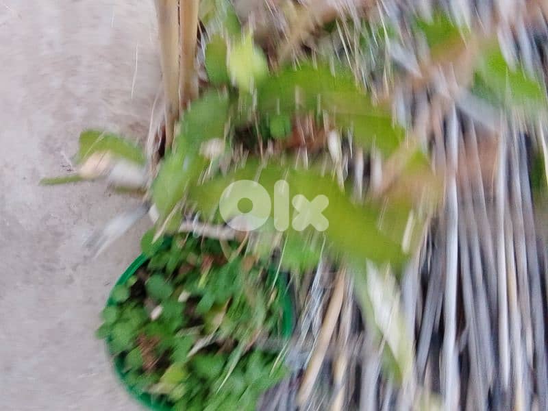 dragon fruit plants شتل 4