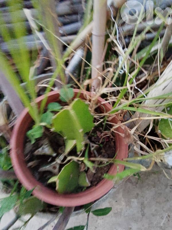 dragon fruit plants شتل 5