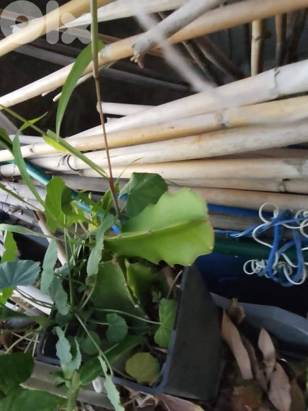 dragon fruit plants شتل 6