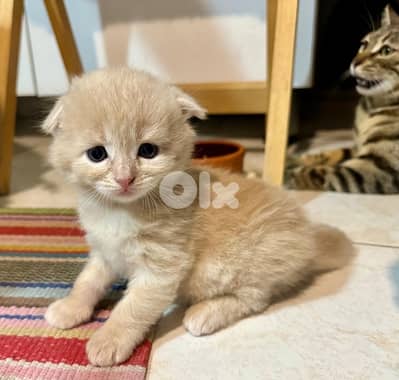 Scottish/bangal mix kittens for sale