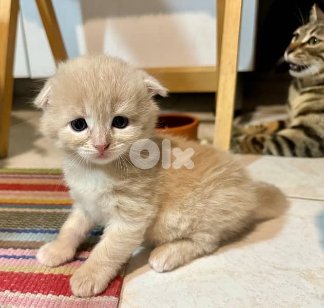 Scottish/bangal mix kittens for sale 0