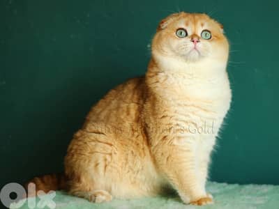 golden chinchilla(للزواج فقط)