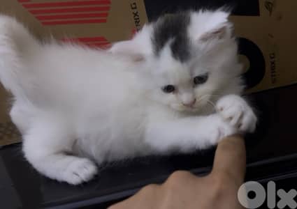 Maine coon/persian mix for sale. $250 per kitten e5er she. LAST ONE