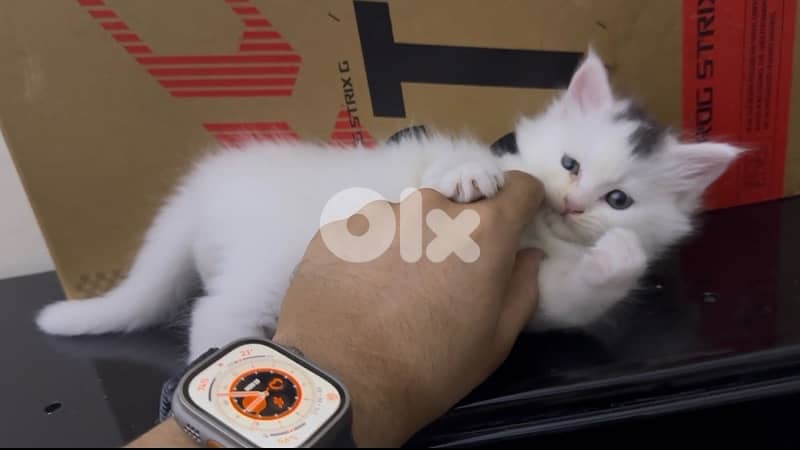Maine coon/persian mix for sale. $200 per kitten e5er she. LAST ONE 2
