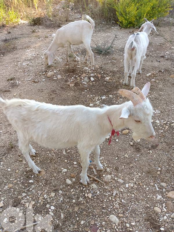 زعرورية ،  الشوف 1