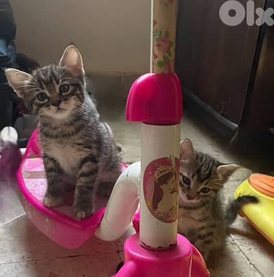 2 for free kittens