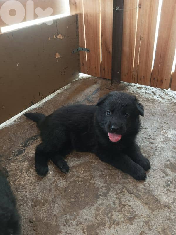 German shepherdfull black german shepherd 14