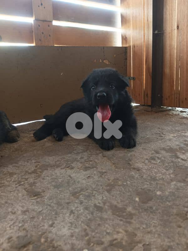German shepherdfull black german shepherd 15