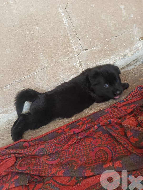 German shepherdfull black german shepherd 16