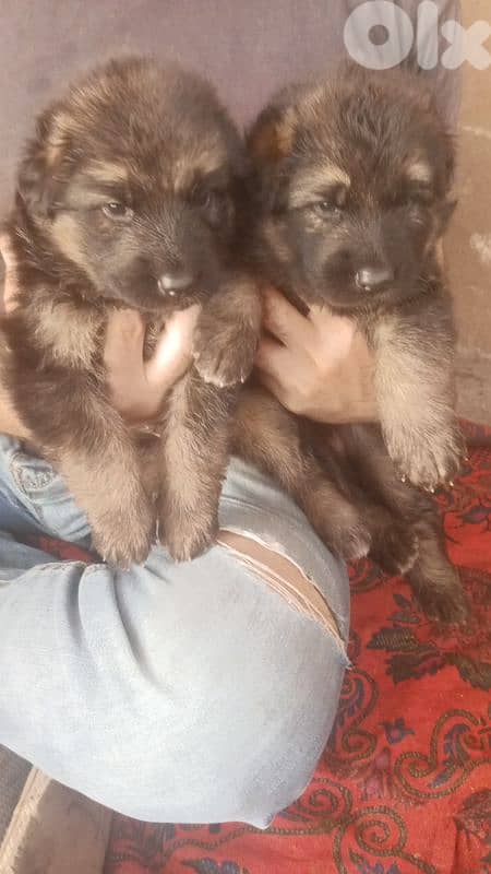 German shepherdfull black german shepherd 17