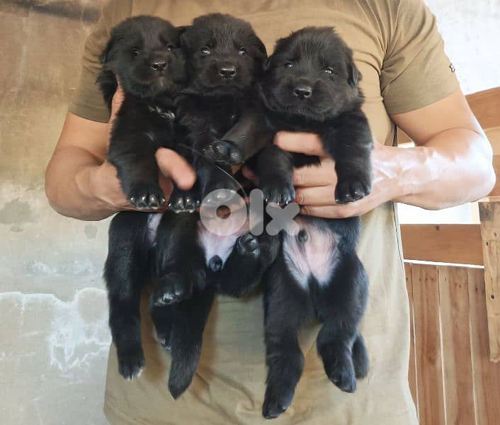 German shepherdfull black german shepherd 18