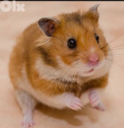 Syrian hamsters