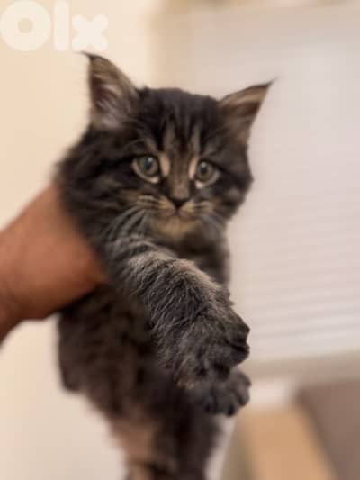 Maine Coon Kitten/Female