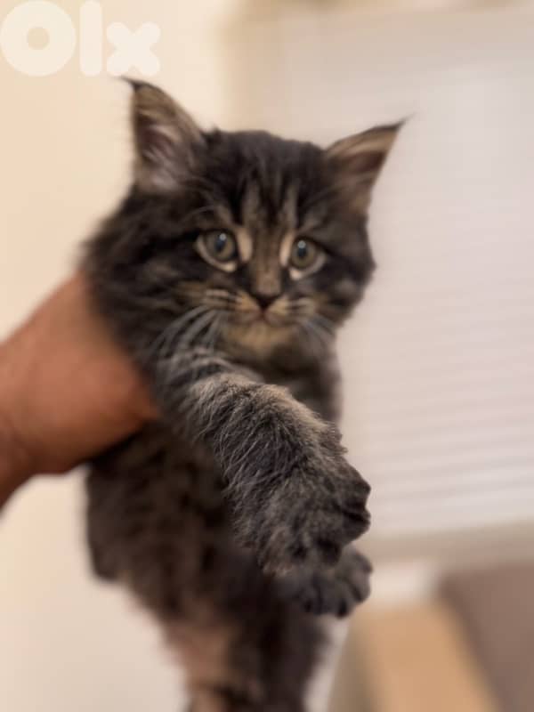 Maine Coon Kitten/Female 0