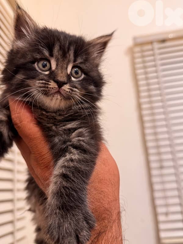 Maine Coon Kitten/Female 1