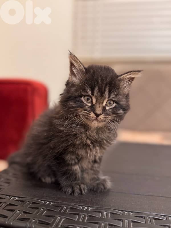 Maine Coon Kitten/Female 2