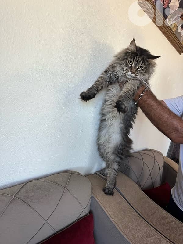 Maine Coon Kitten/Female 3
