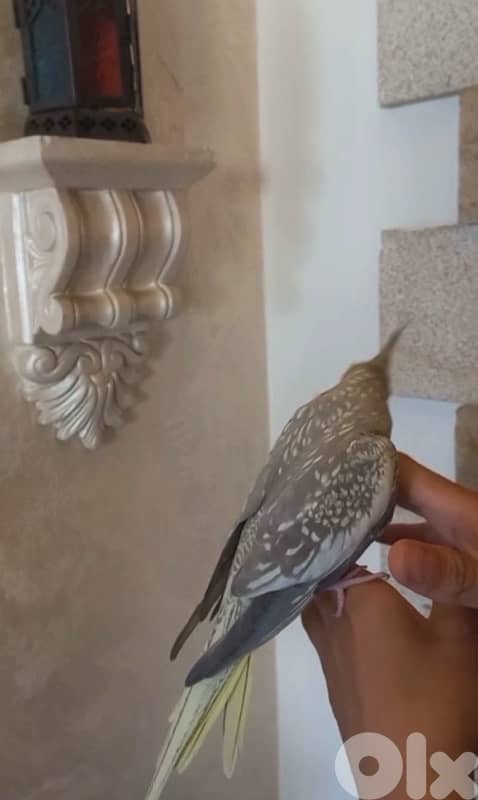 انثى كروان مروضة مع قفص 2