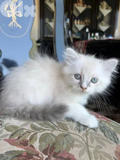 Pure Persian kittens