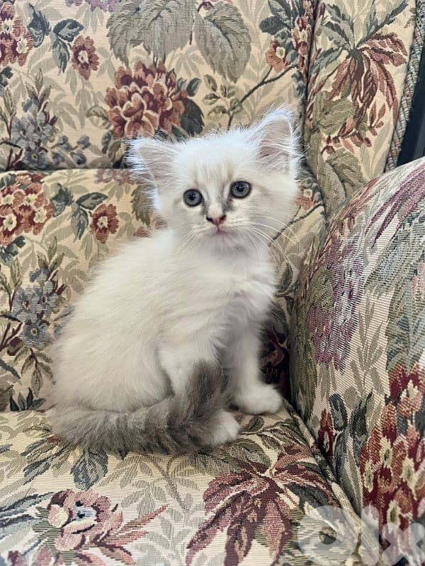 Pure Persian kittens 1