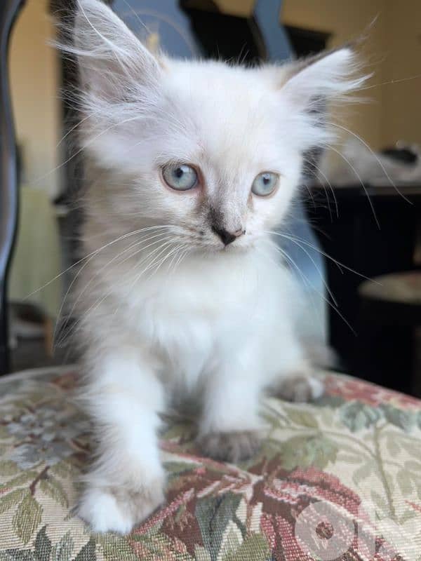 Pure Persian kittens 2