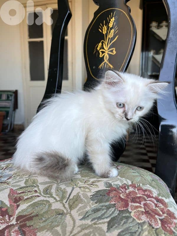 Pure Persian kittens 3