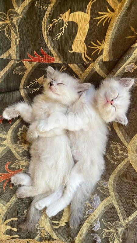 Pure Persian kittens 4