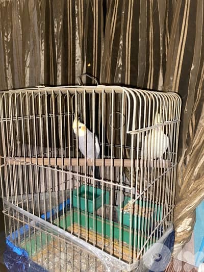 carawan for sale