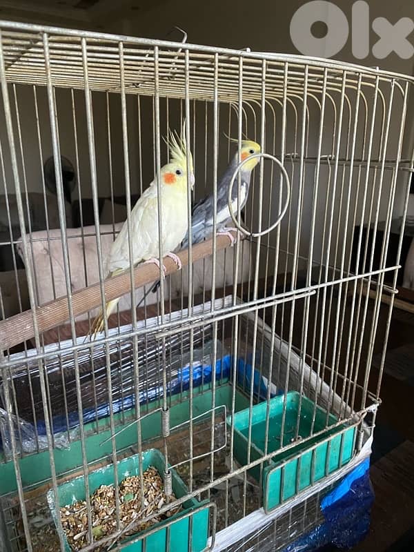 carawan for sale 3