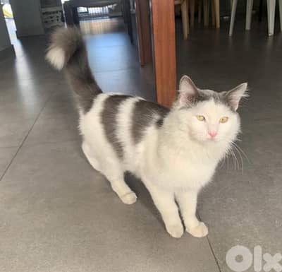 turkish Angora