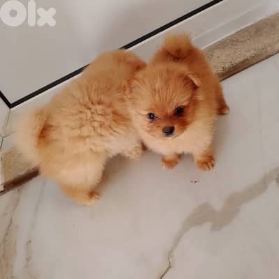 pomeranian dog for sale age 2months