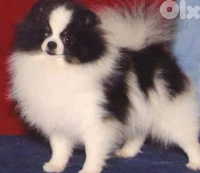pomeranian spitz 0